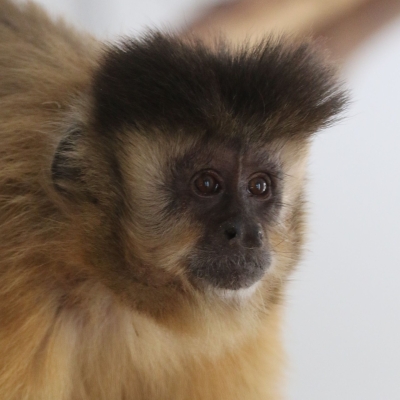 Mono capuchino - De Zonnegloed - Dierenpark - Dieren opvangcentrum - Sanctuary